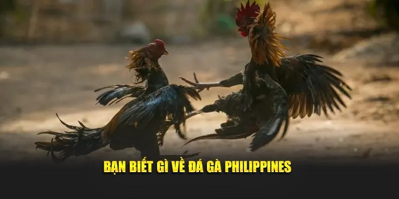 Bạn biết gì về đá gà Philippines