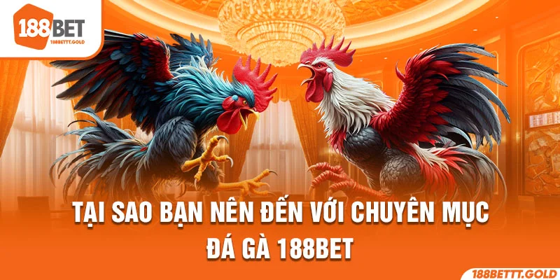 Tại sao bạn nên đến với chuyên mục đá gà 188BET